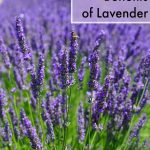 7 Great Health Benefits of Lavender