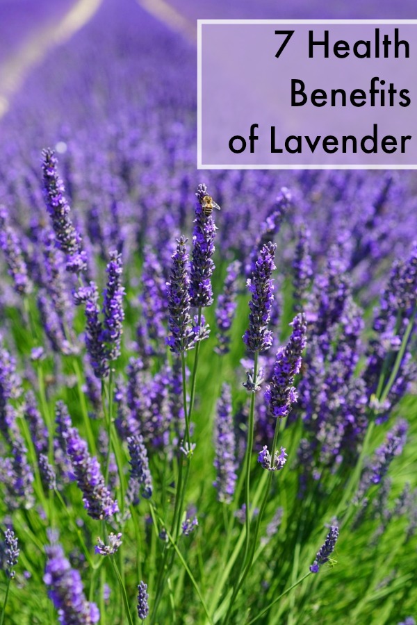 7 Great Health Benefits of Lavender