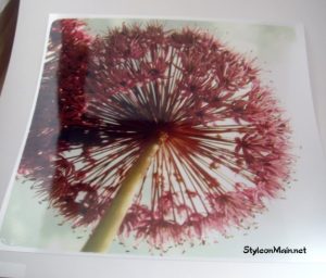 Dandelion Print for Mothers Day gift ideas