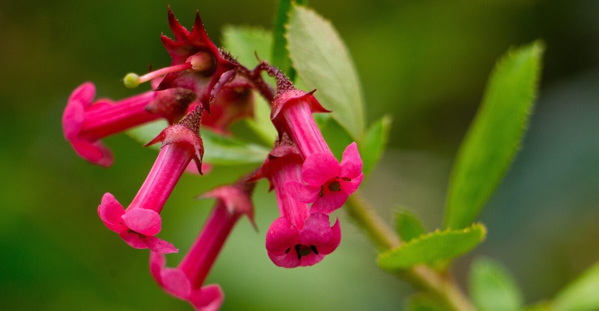beardtongue flowers nature bloom blossom pink flowers ping petals petals flora beardtongue beardtongue beardtongue beardtongue beardtongue