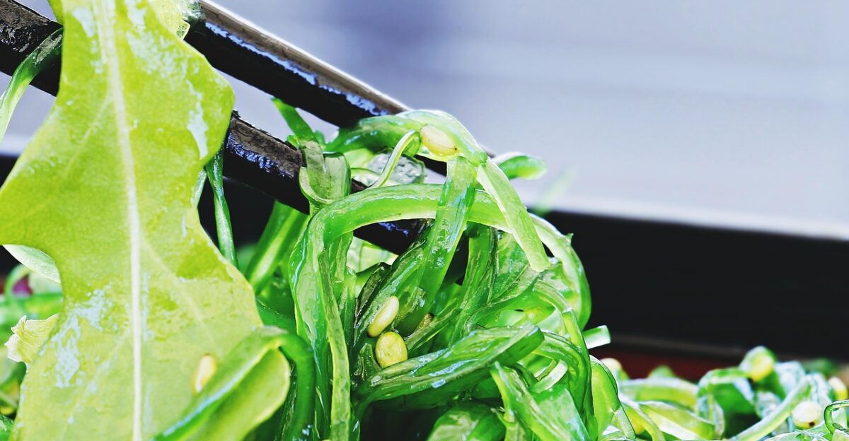 salad chuka wakame chopsticks chuka wakame salad sushi goma wakame goma wakame salad japanese yaki seaweed salad seaweed salad food fresh algae nourishment yummy healthy meal seafood starter vegetarian green wakame seaweed sushi seaweed salad algae algae algae algae algae