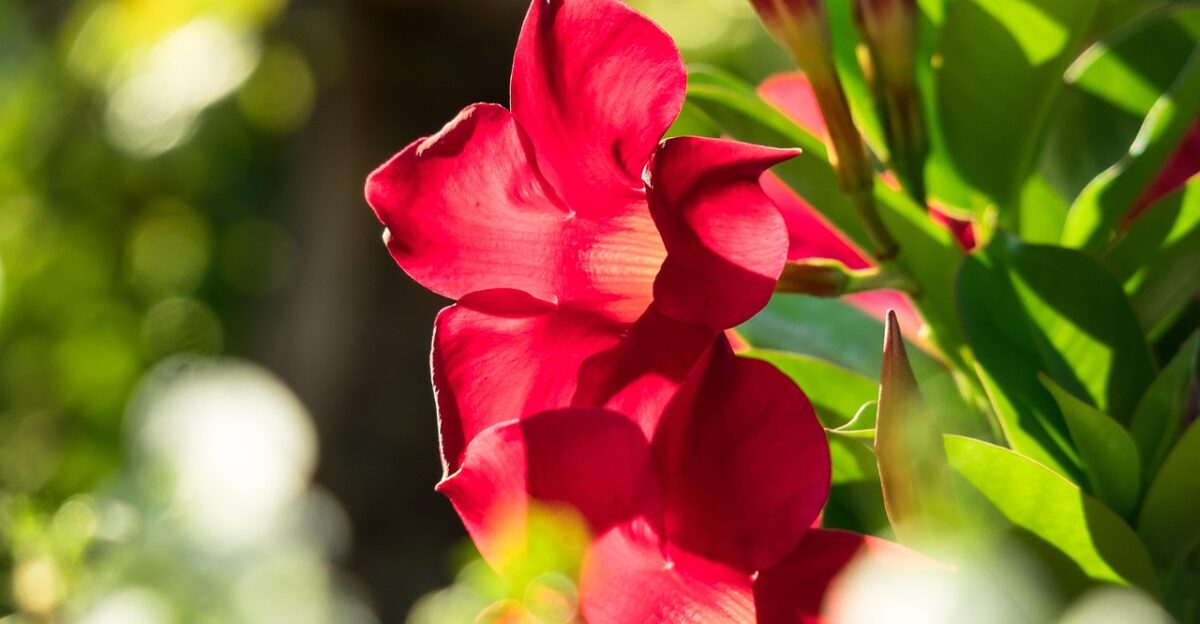 mandevilla blossom flower wallpaper beautiful flowers bloom calyx bloom nature bud flower red petals mandevilla laxa summer flora garden beauty flower background romantic