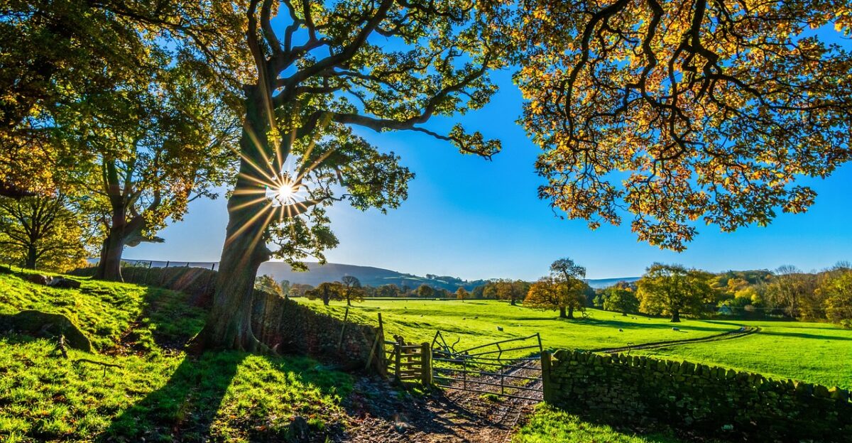 trees farm fence farmland stone fence pastures nature sunlight grass grasslands fields meadows yorkshire autumn sunshine morning landscape farm gate farm track light agriculture stone wall rustic