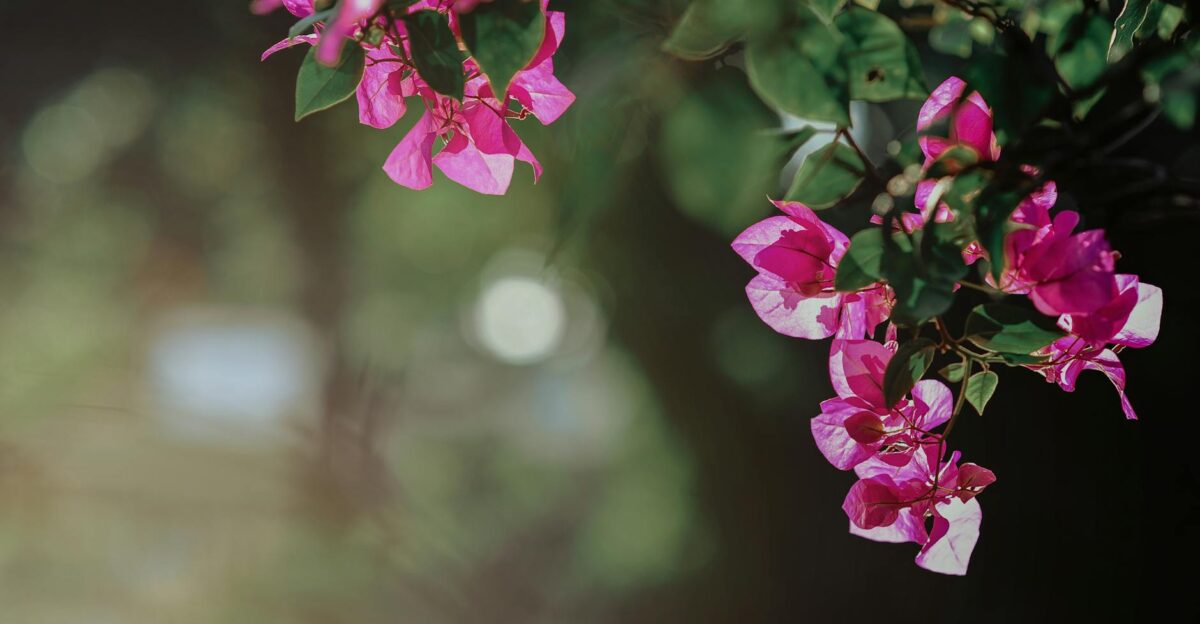 Close-up of bright pink bougainvillea flowers with green leaves in a sunlit garden