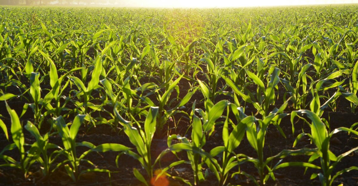 Lush cornfield illuminated by the golden morning sun showcasing growth and vitality