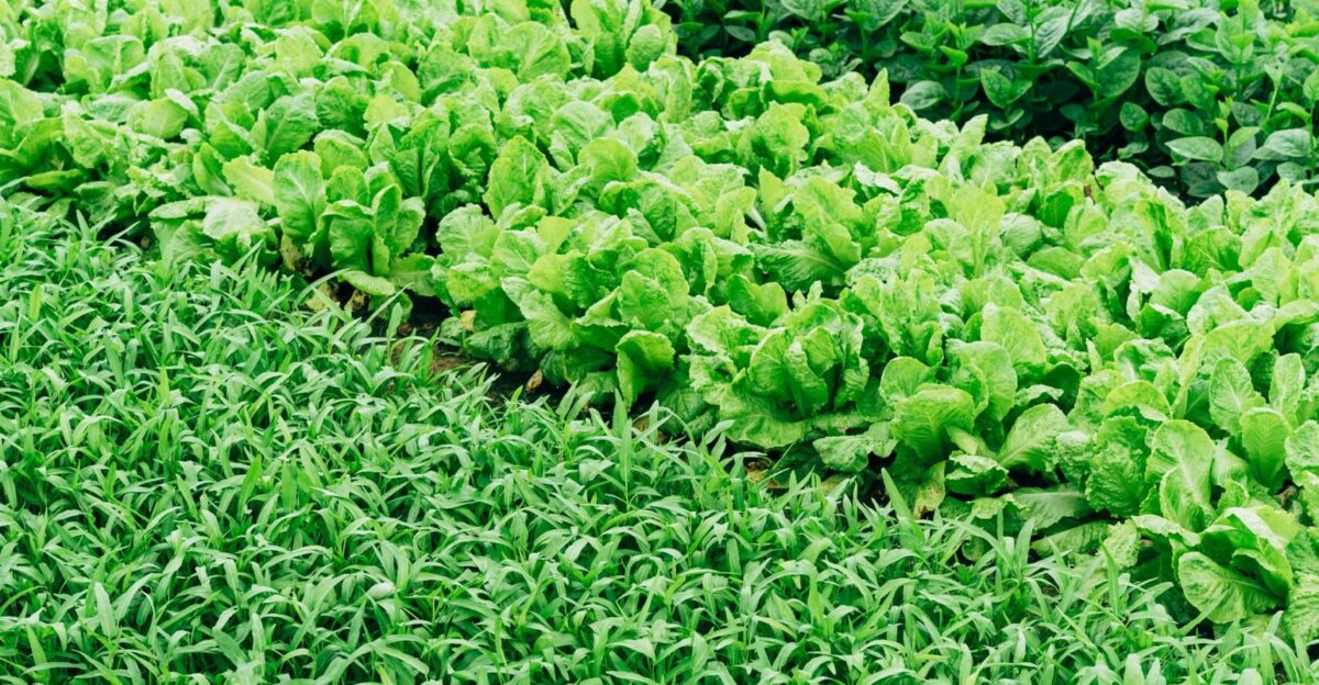 green leaf vegetable