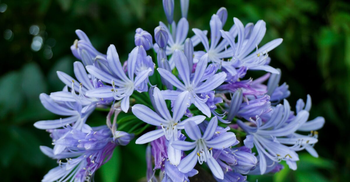 a close up of a bunch of purple flowers