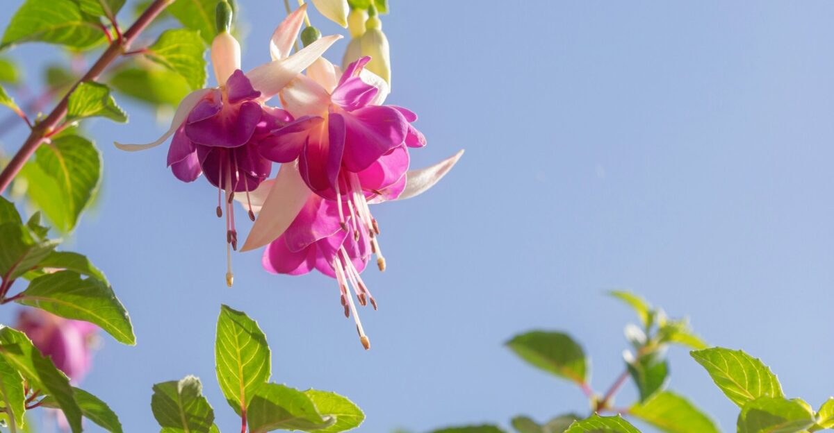 a pink and white flower hanging from a tree
