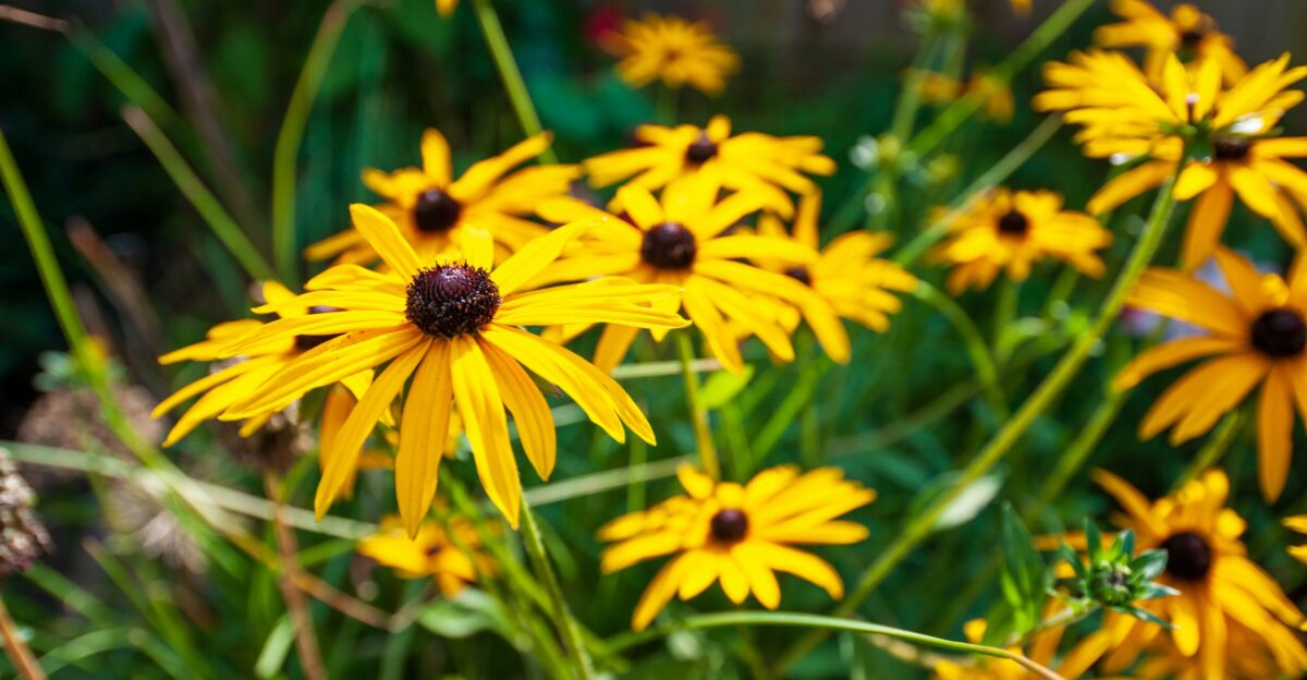 a bunch of yellow flowers in a garden
