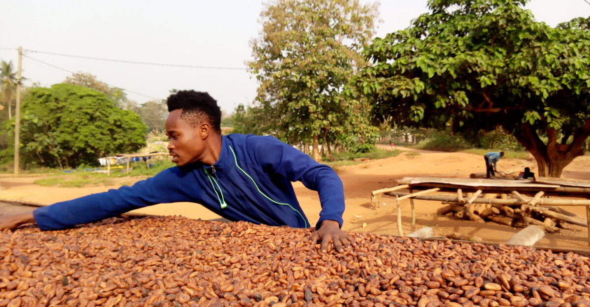 Drying of the cocoa bean by a farmer at Nkyerepoaso in Juaben municipal of the Ashanti region of Ghana