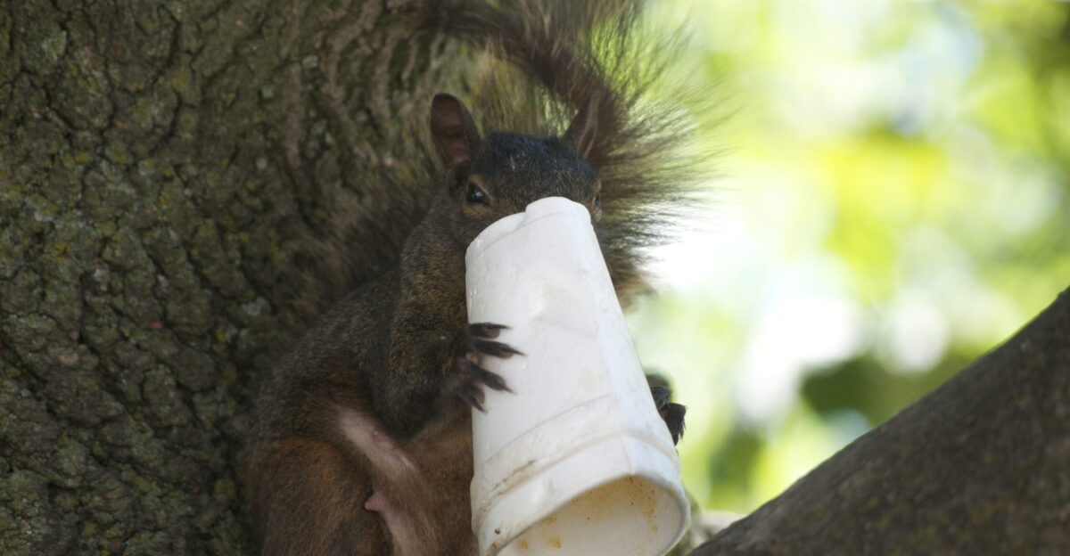 A squirrel eating styrofoam cups up in a tree it was lunch time really Either an eastern gray squirrel Sciurus carolinensis or American red squirrel Tamiasciurus hudsonicus