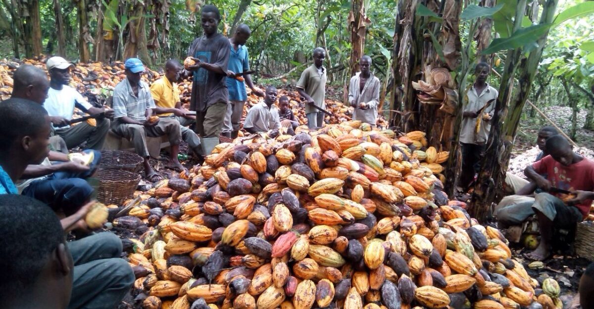 During harvest time cocoa farmers need all their time and support of employees to seperate the cocoa beans from the pots