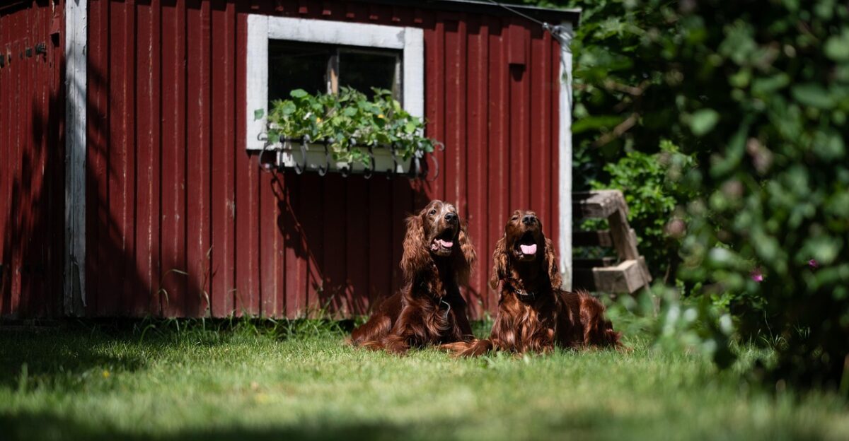 irish red setters dogs pets setters animals domestic canine mammal grass nature yard closeup