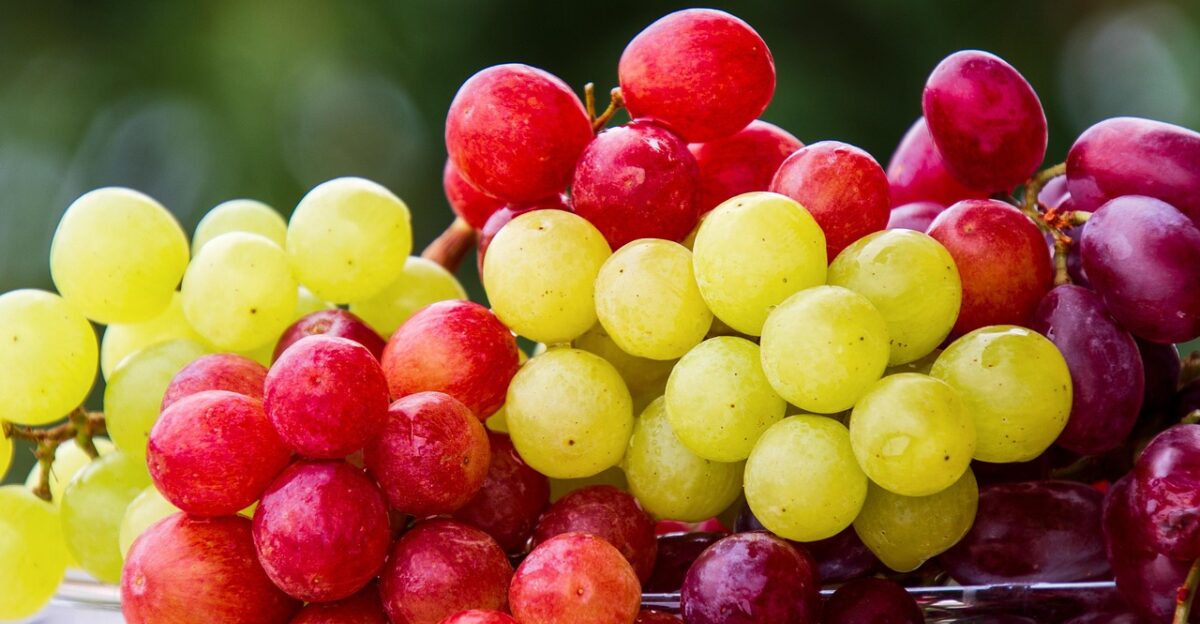 grapes fruit cluster grape fresh fruits fresh fresh grapes harvest products bio ripe ripe grapes cute food healthy vitamins grapes grapes fruit fruit fruit fruit fruit