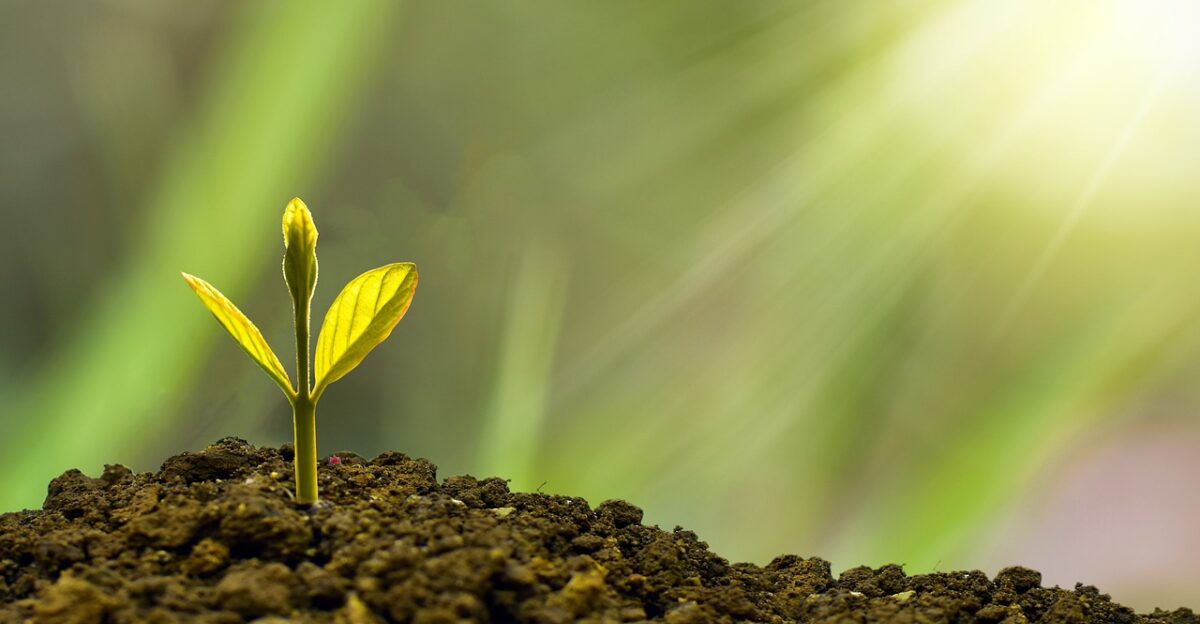investment concept business finance growth plant money wealth grow green coin success tree financial cash currency profit leaf growing nature banking economy bank investment business business growth growth growth growth growth plant plant money money grow success success success tree
