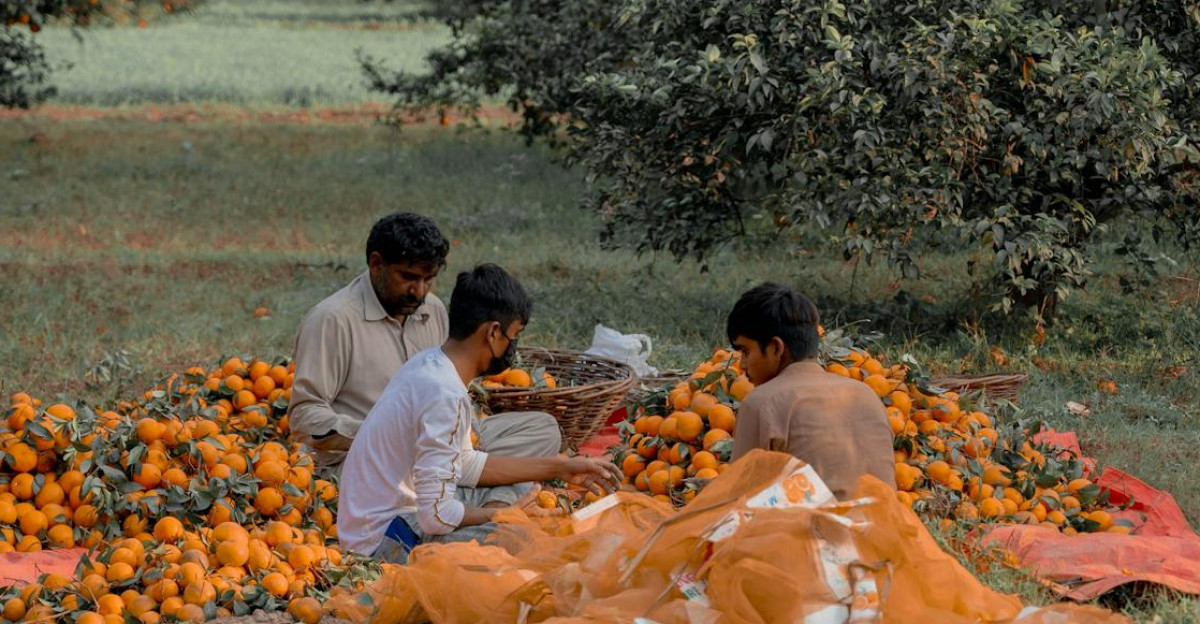 Three people gather ripe oranges in a lush rural orchard showcasing traditional agriculture