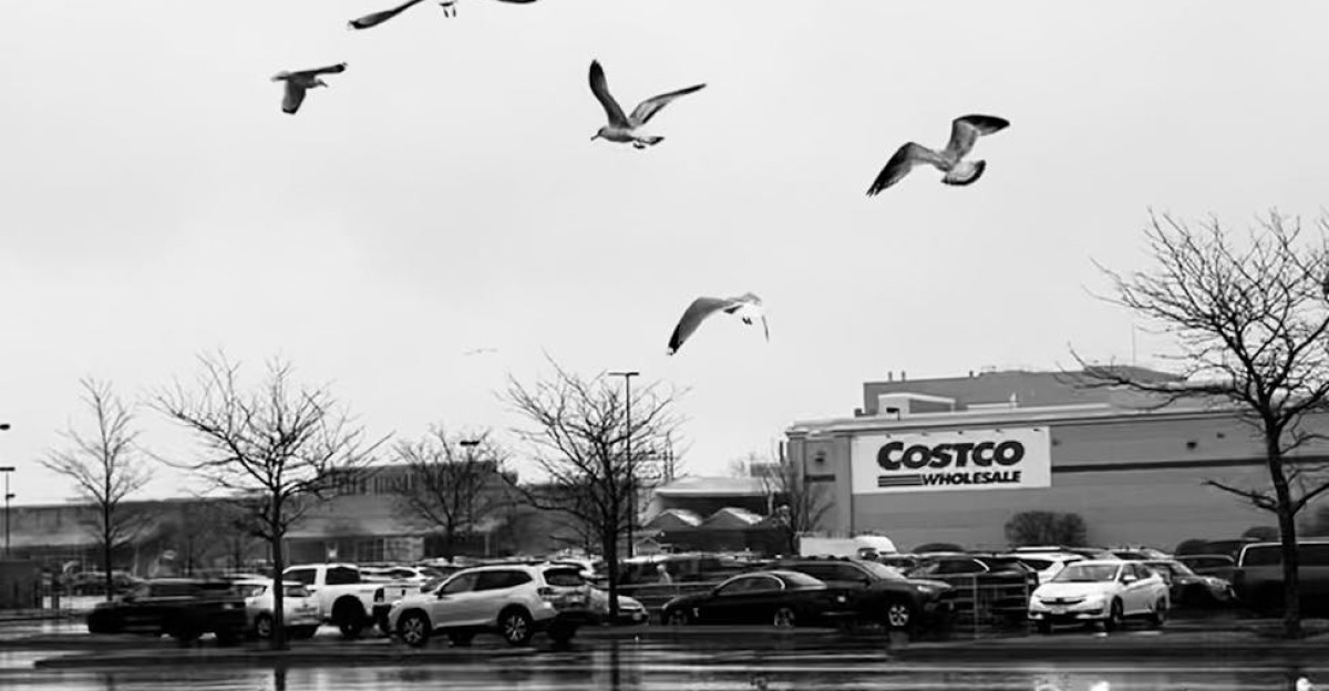 Seagulls flying and gathering on a wet parking lot near Costco after rain
