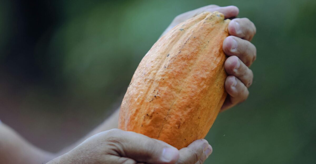 Detailed close-up of a farmer holding a ripe cocoa pod in Paragominas Brazil