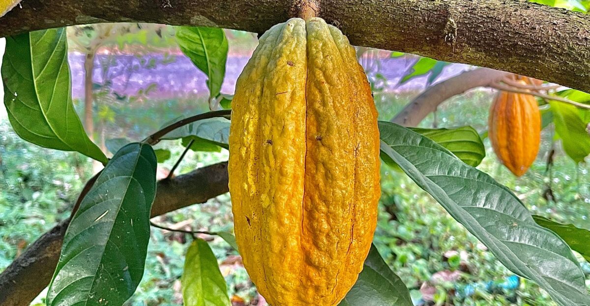 a tree with leaves and fruit