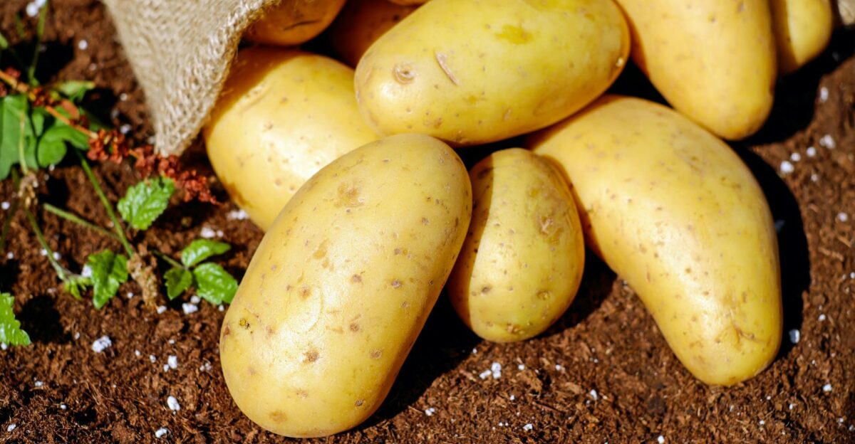 Golden potatoes spilling from a burlap sack onto rich soil ready for cooking