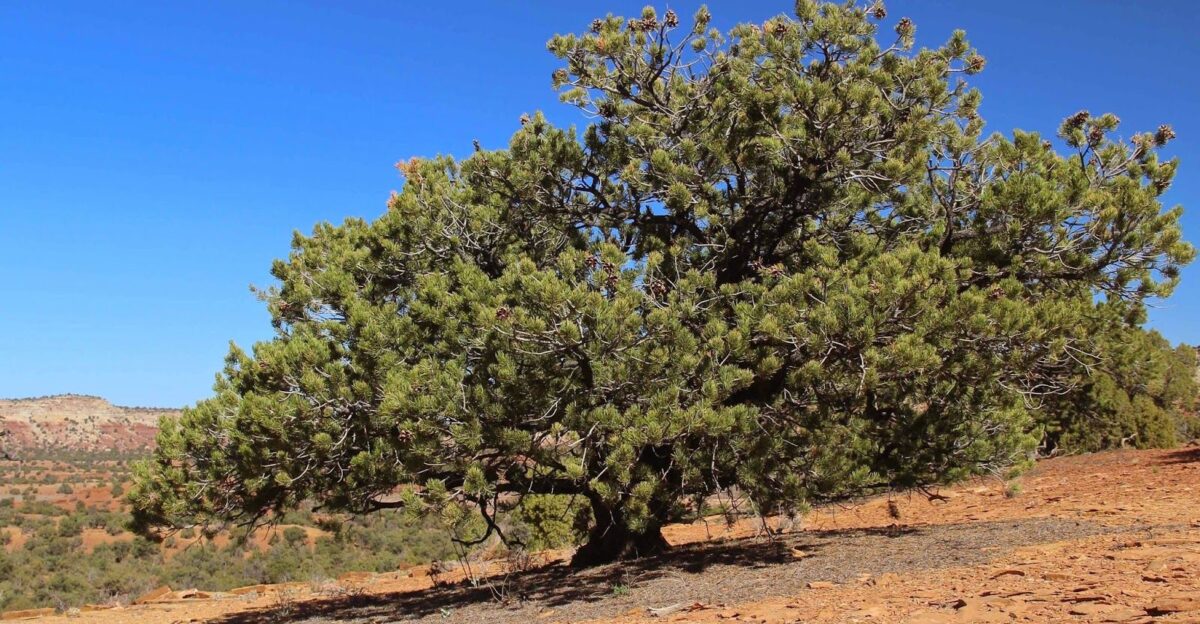 State Tree Pi on Pine by Evan Millett